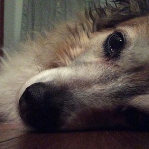 Meet your Posher, Heidi